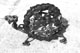 Petite tortue -(L17cm-10cm diam.)-Juin 2007-
